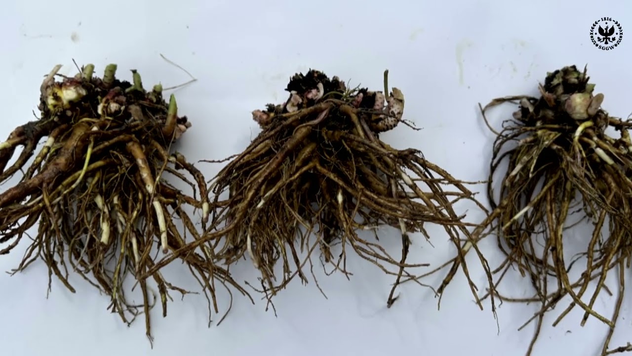 Rośliny adaptogenne - dr hab. Olga Kosakowska