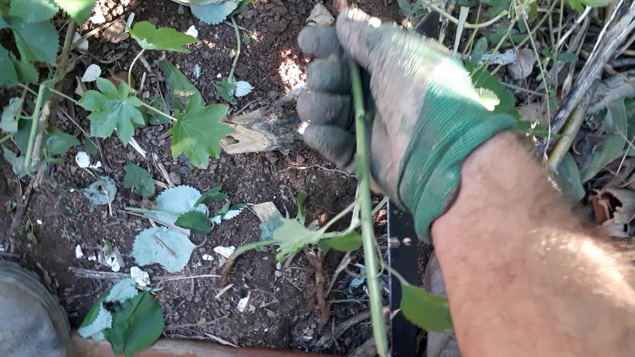 Como plantar Rami