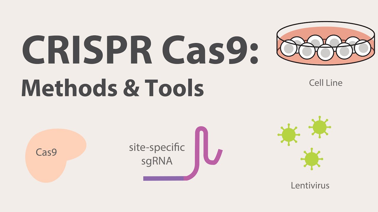 2) CRISPR Cas9 — методы и инструменты
