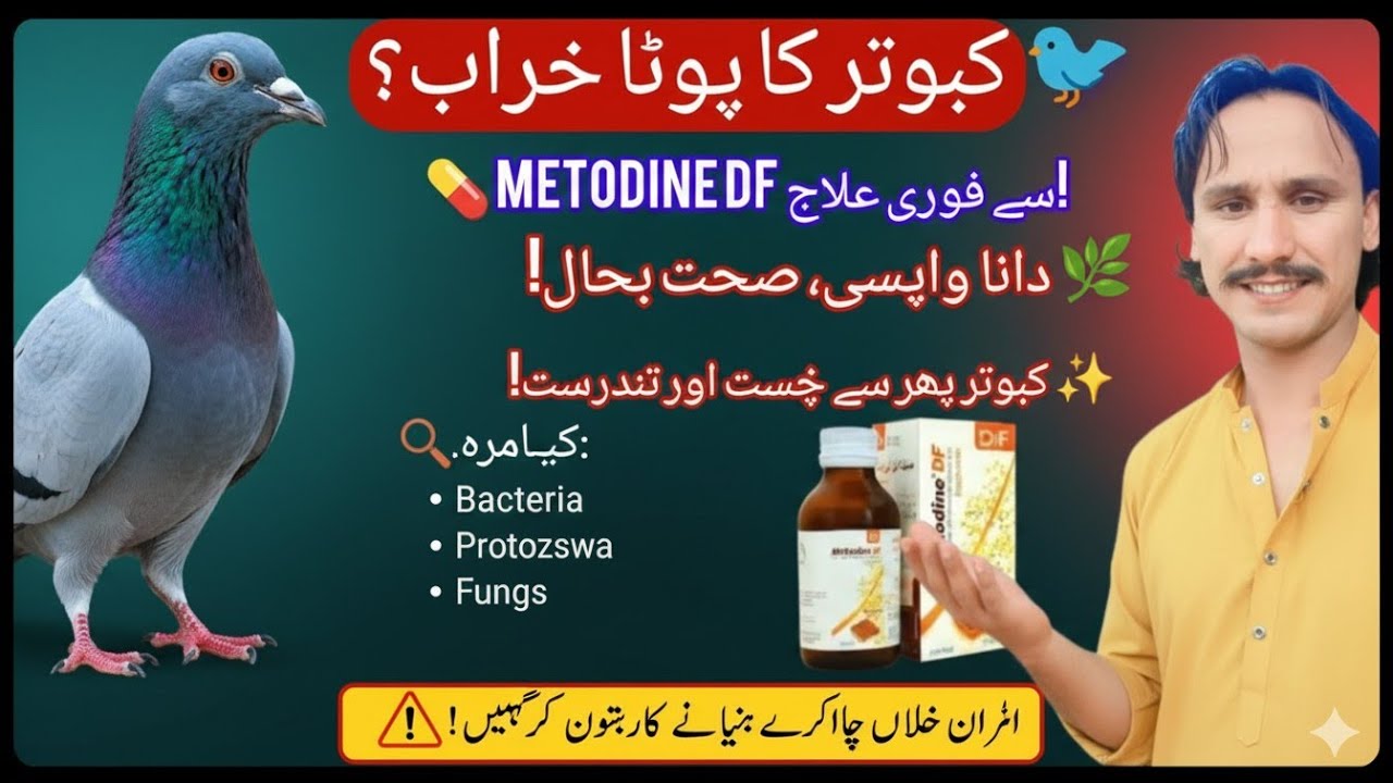 کبوتر کھانا چھوڑ دے تو کیا کریں؟ پوٹے کا فوری علاج | Metodine DF