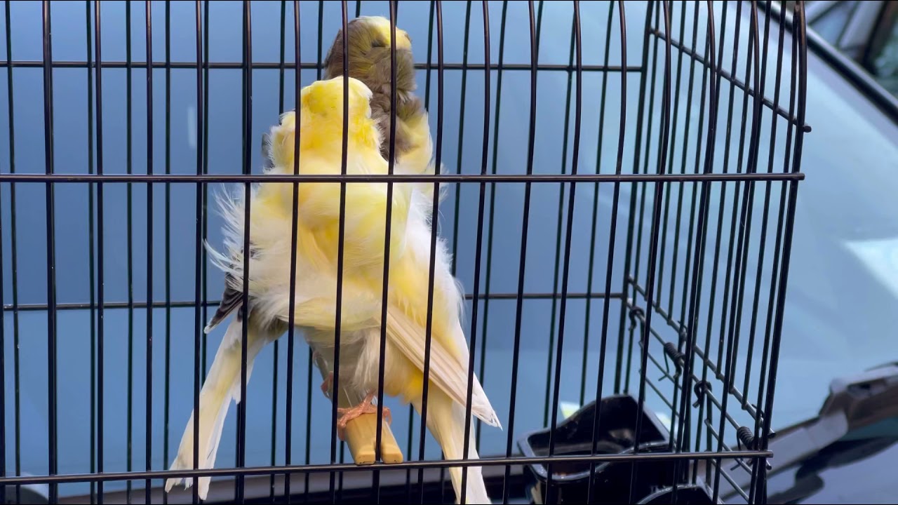 Pair of parisian frill canary