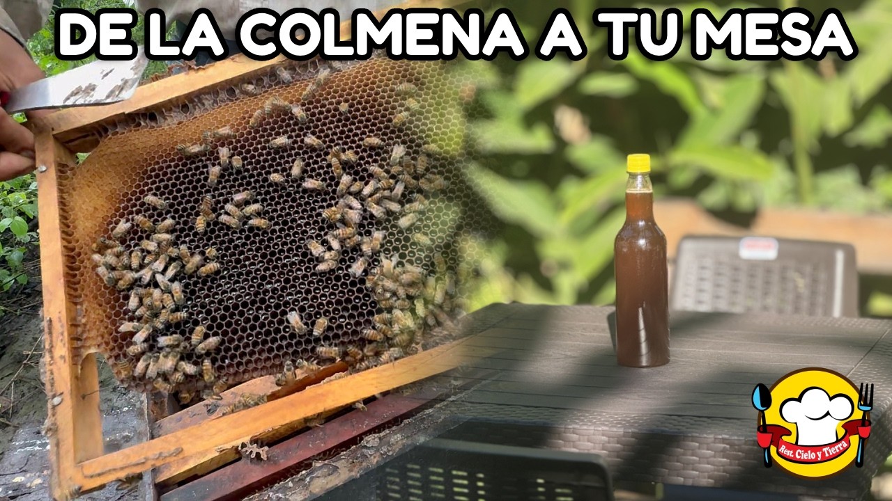 COMO SE HACE LA MIEL part 1