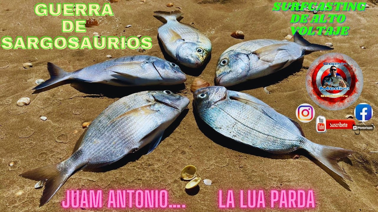 Surfcasting De Alto Voltaje ,Guerra de Sargosaurios donde Juan Antonio la lía Parda.🎣🌊🐟🐟‼‼🤗