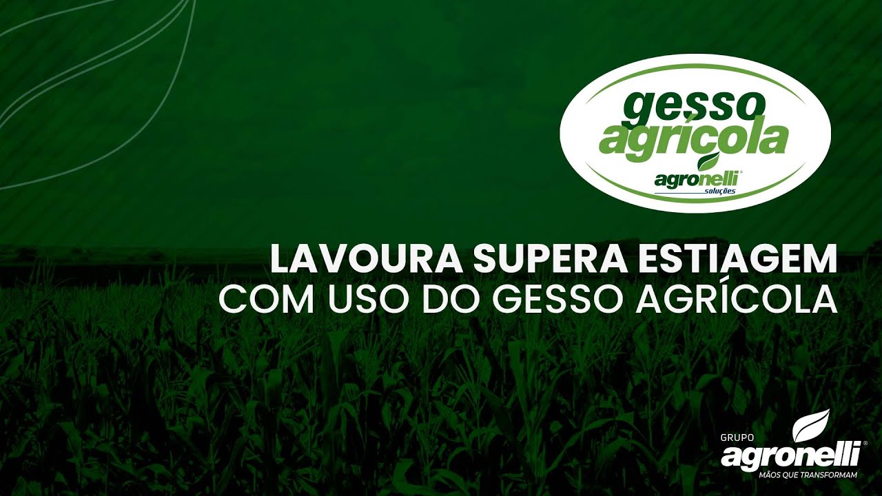 Lavoura Supera Estiagem com Uso do Gesso Agrícola #grupoagronelli #agronellisolucoes #gessoagricola