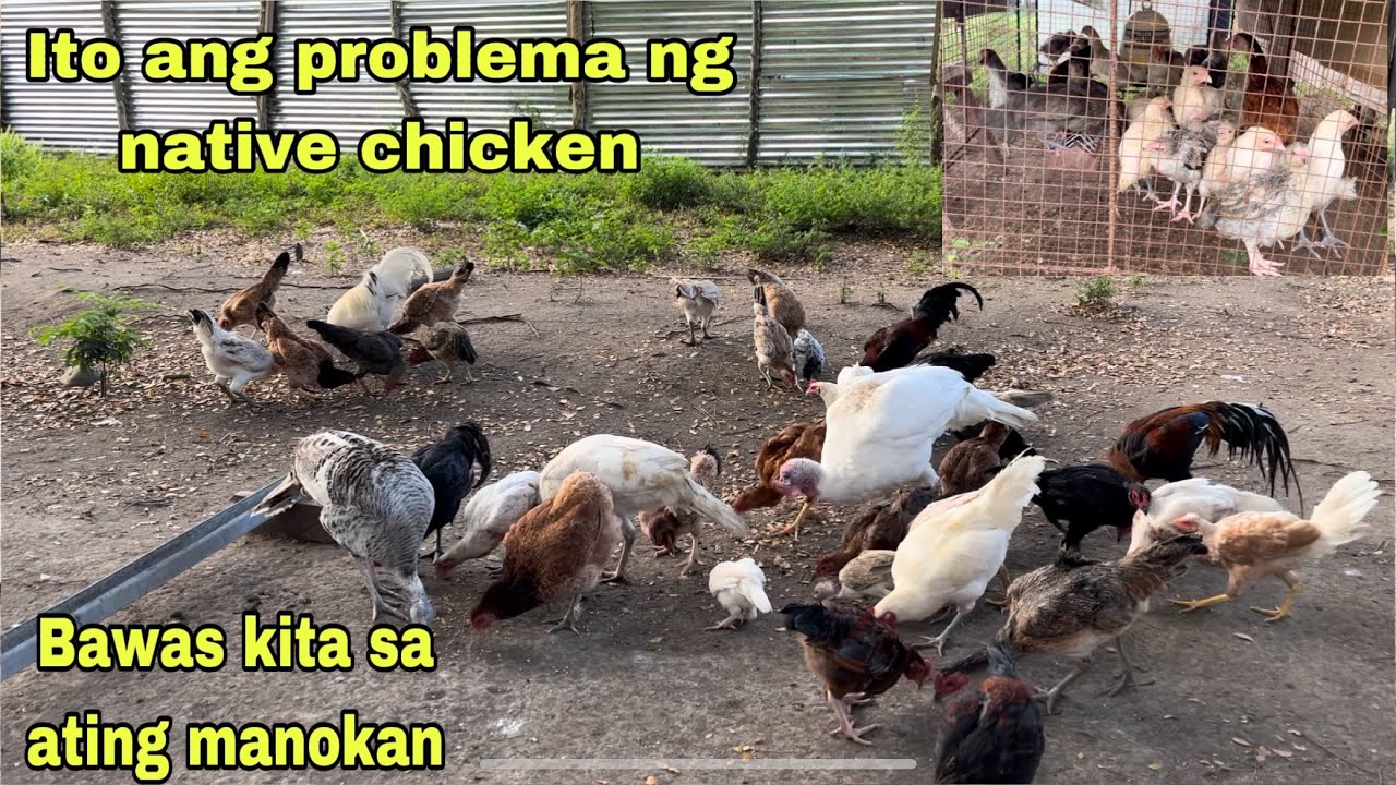 ISA SA PROBLEMA NG NATIVE CHICKEN NA MAKAAPEKTO SA KITA MO | MAY GOOD NEWS SA BABOYAN NATIN