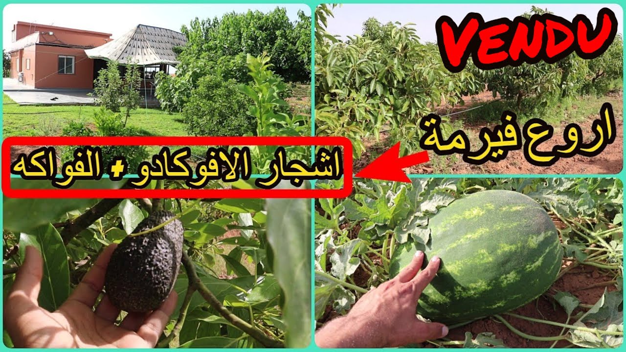 ✨فيرمة كبيرة كلها اشجار الافوكا المتثمرة بفيلا جميلة  والعديد من اشجار الفواكه المنتجة ✨ تيفلت