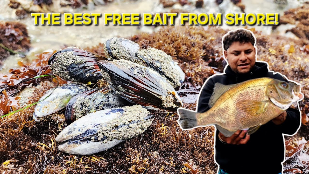 The BEST FREE BAIT From Shore You Can Use For Fishing Perch California's Willy Wonka Golden Ticket!