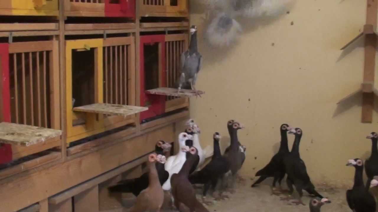 Lajos Szabó's English Carrier pigeons (24.12.2011)