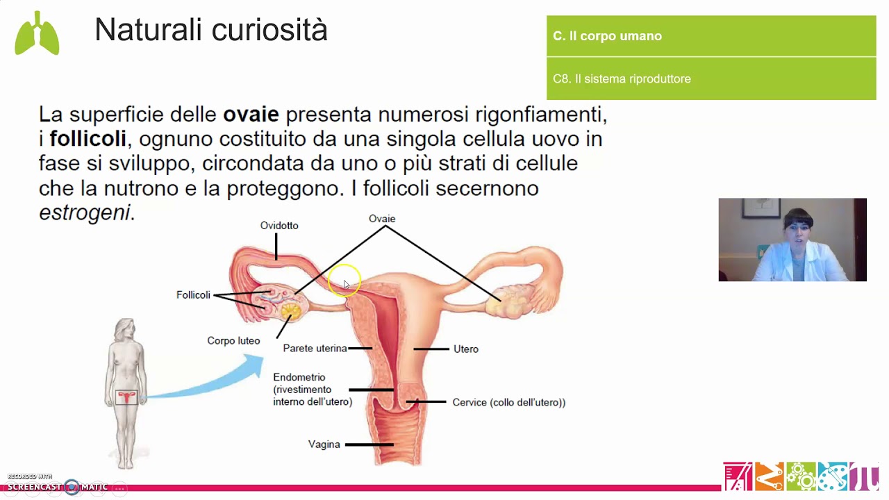 C8. Il corpo umano - Il sistema riproduttore