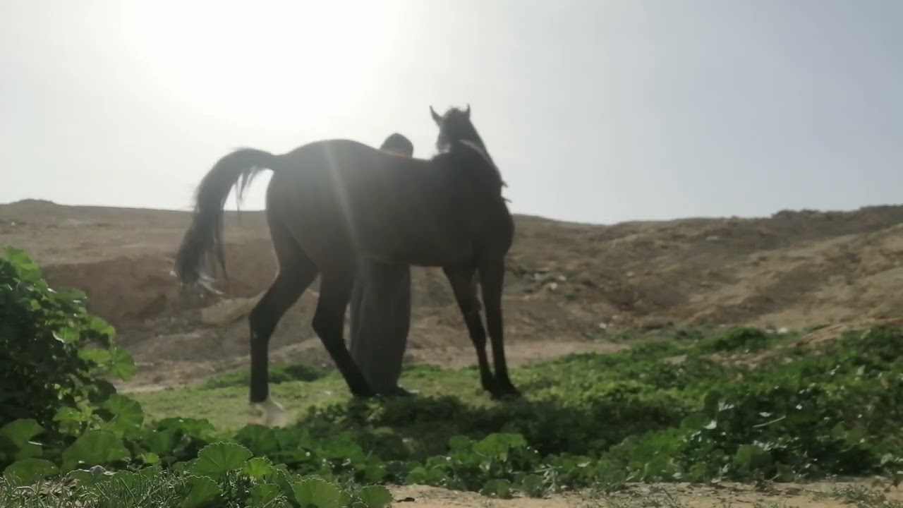 القود الجانبي او قود العسف مع الهجيس