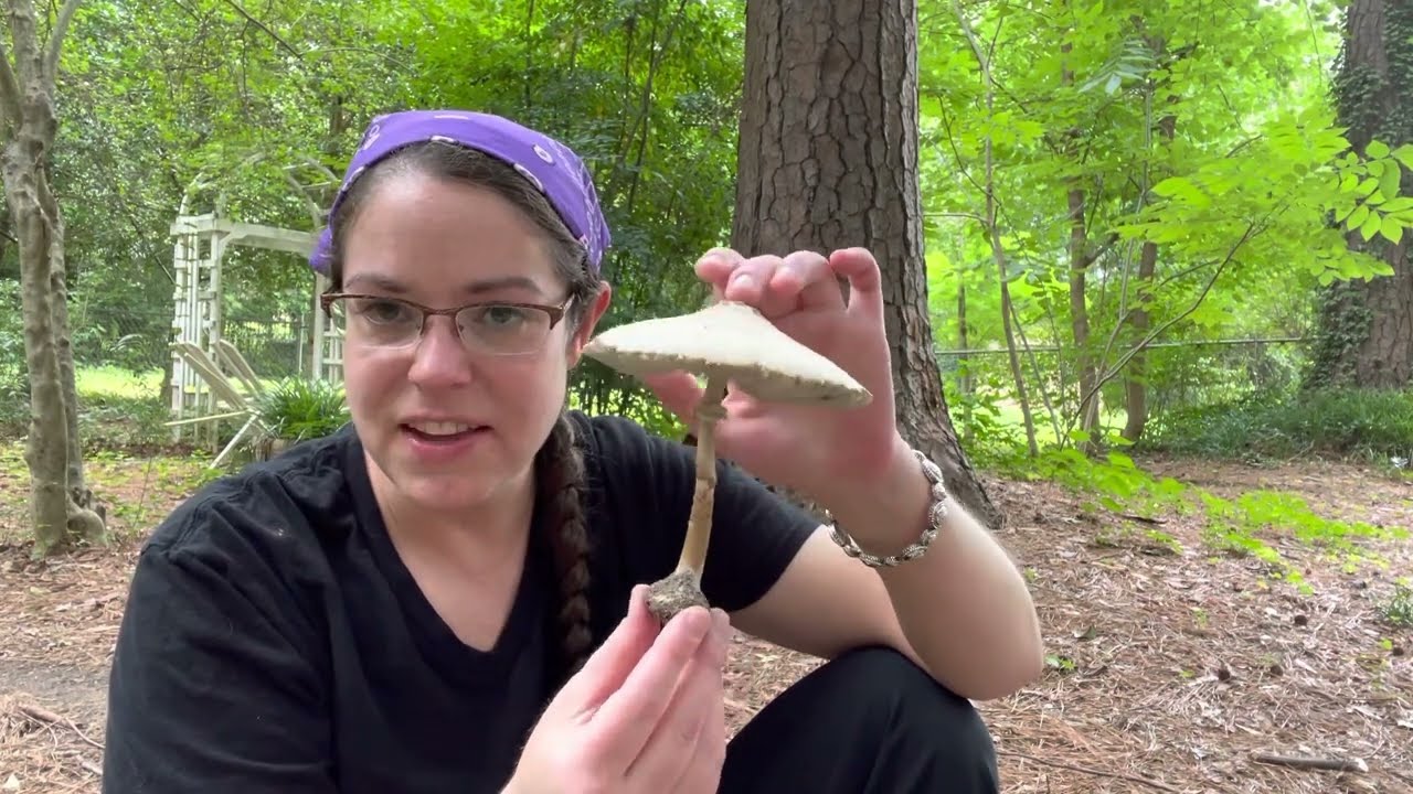 How to tell the difference between tasty parasol mushrooms and toxic green-spored parasols