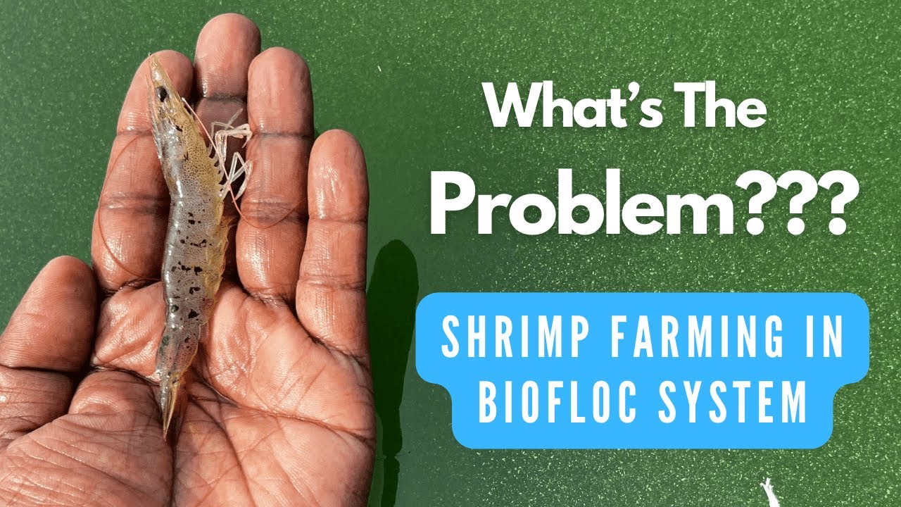 Vannamei Shrimp Farming using Biofloc System - Black Spot Disease Part I