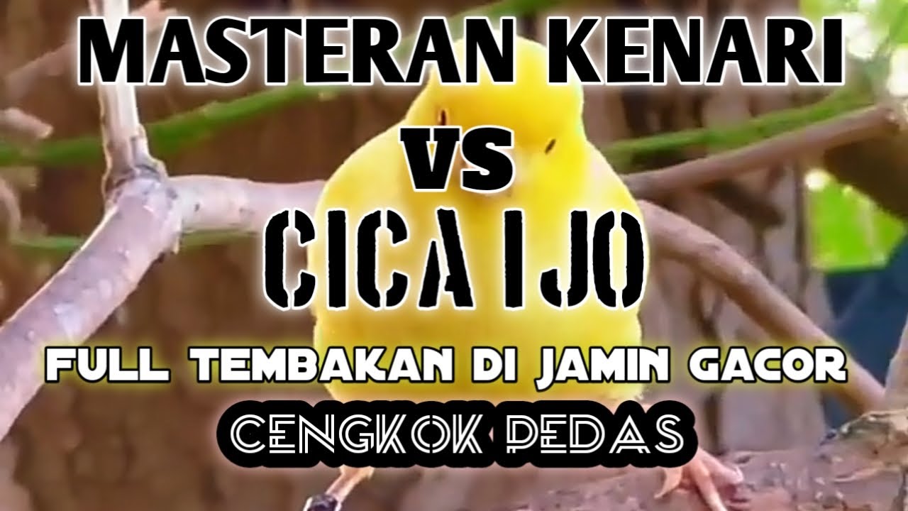 #MASTERAN KENARI VS CICO IJO DIJAMIN GACOR BOS KUH‼️