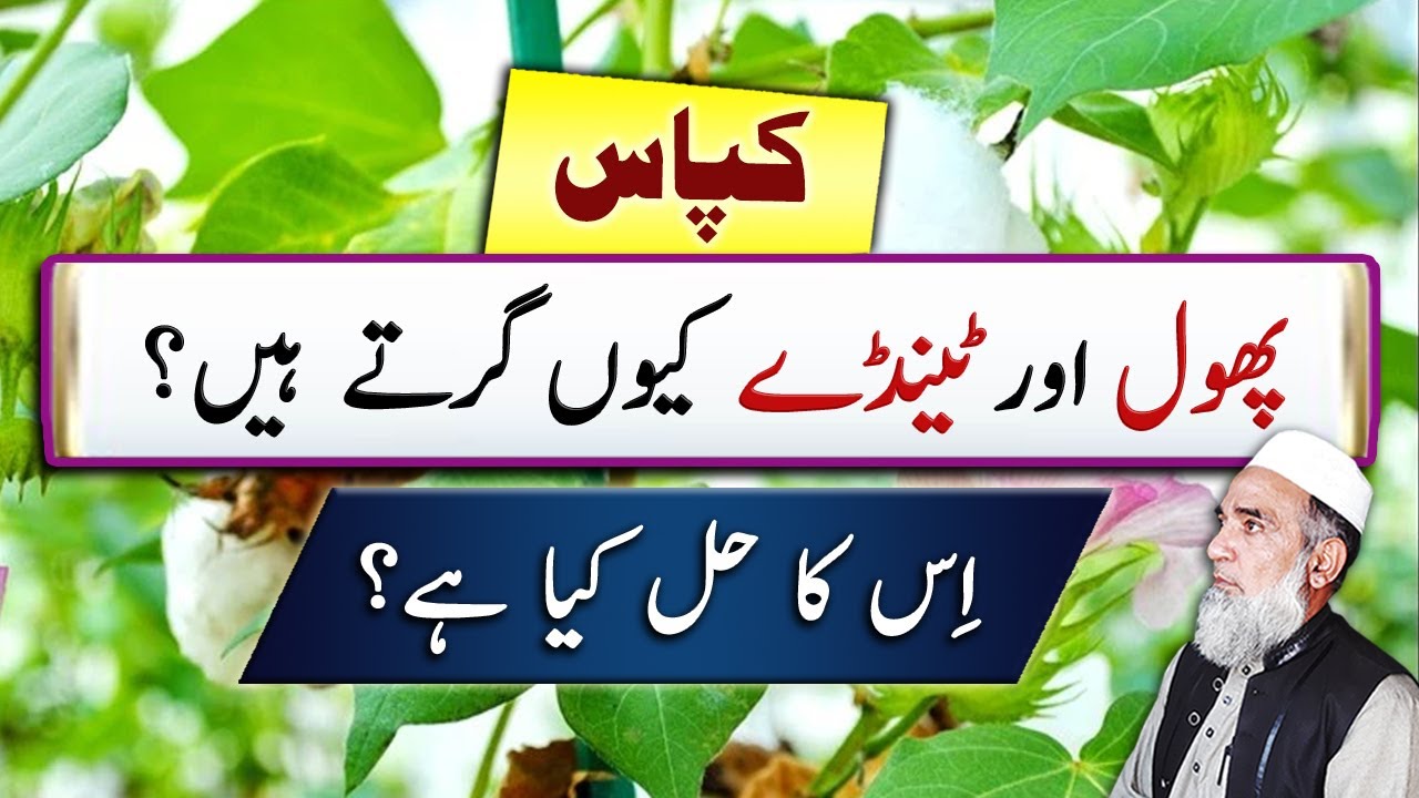 How to Minimize Flower and Boll Shedding in Cotton || Crop Reformer