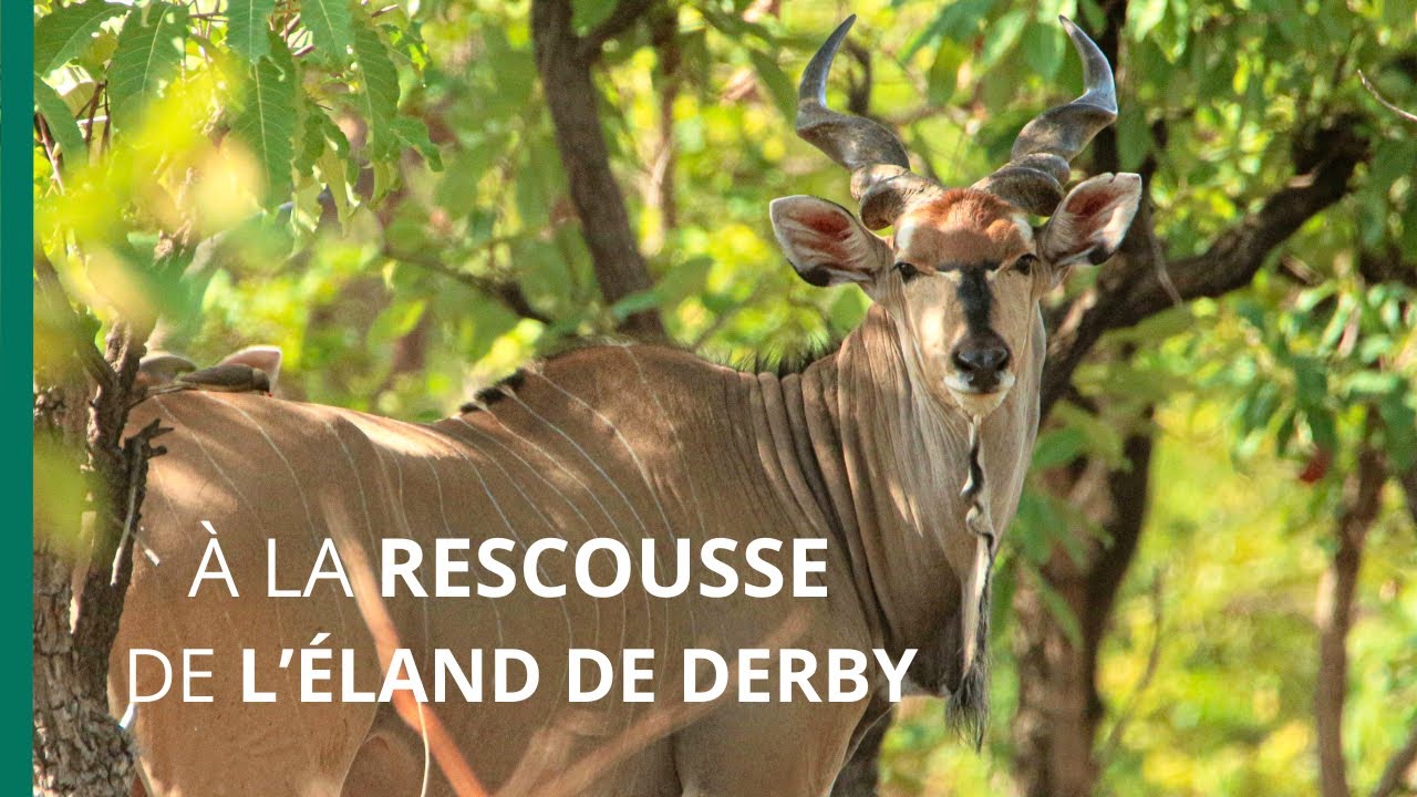 A la rescousse de l’éland de Derby