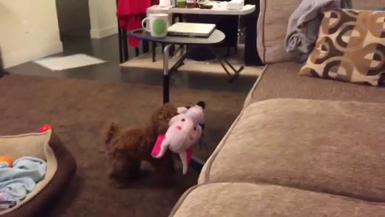 Toy Poodle Struggles to Get Big Toy on Couch