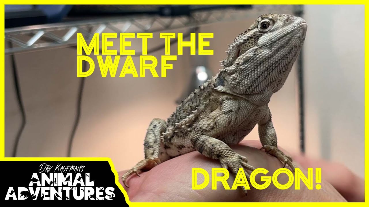 Meet the DWARF BEARDED DRAGON