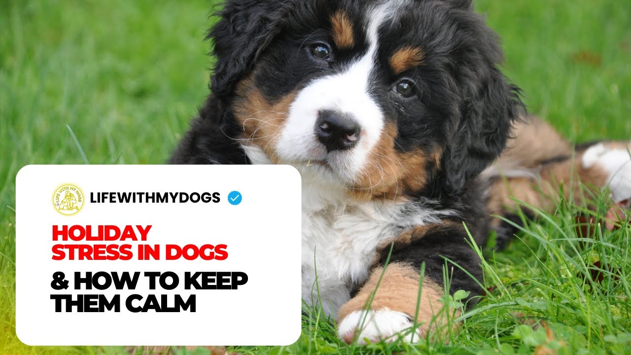 Holiday Stress in Dogs & How to Keep Them Calm
