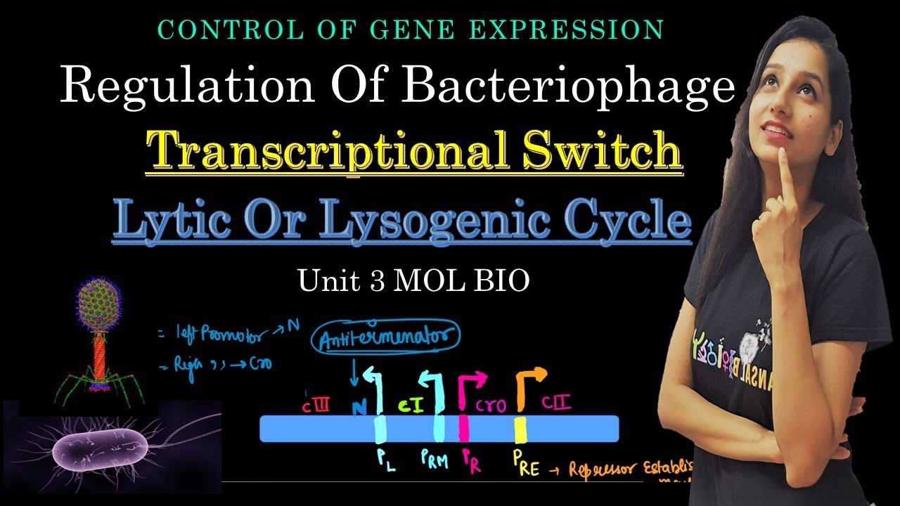 Lytic vs Lysogenic Cycle Switch I Regulation Of Phages I Control Of Gene Expression I Lambda Phage