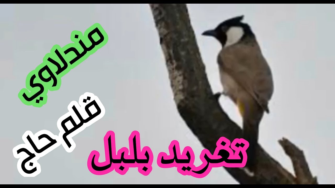 تغريد بلبل طور مندلاوي زنجيل لتخريج البلابل