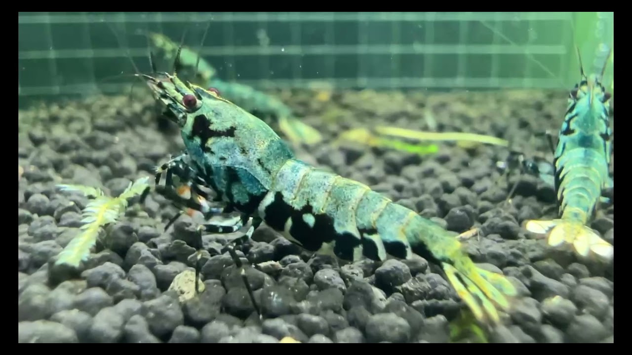I won dutch shrimp competition . Boa category 1st place