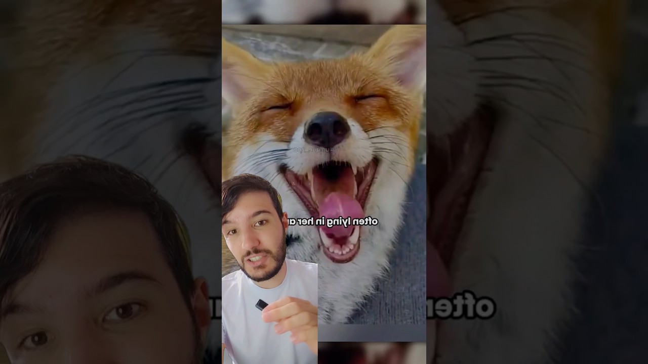 Raposinha 🦊 &eacute; salva e faz surpresa para sua salvadora #raposa #raposas #fox #animaisfofos #viral