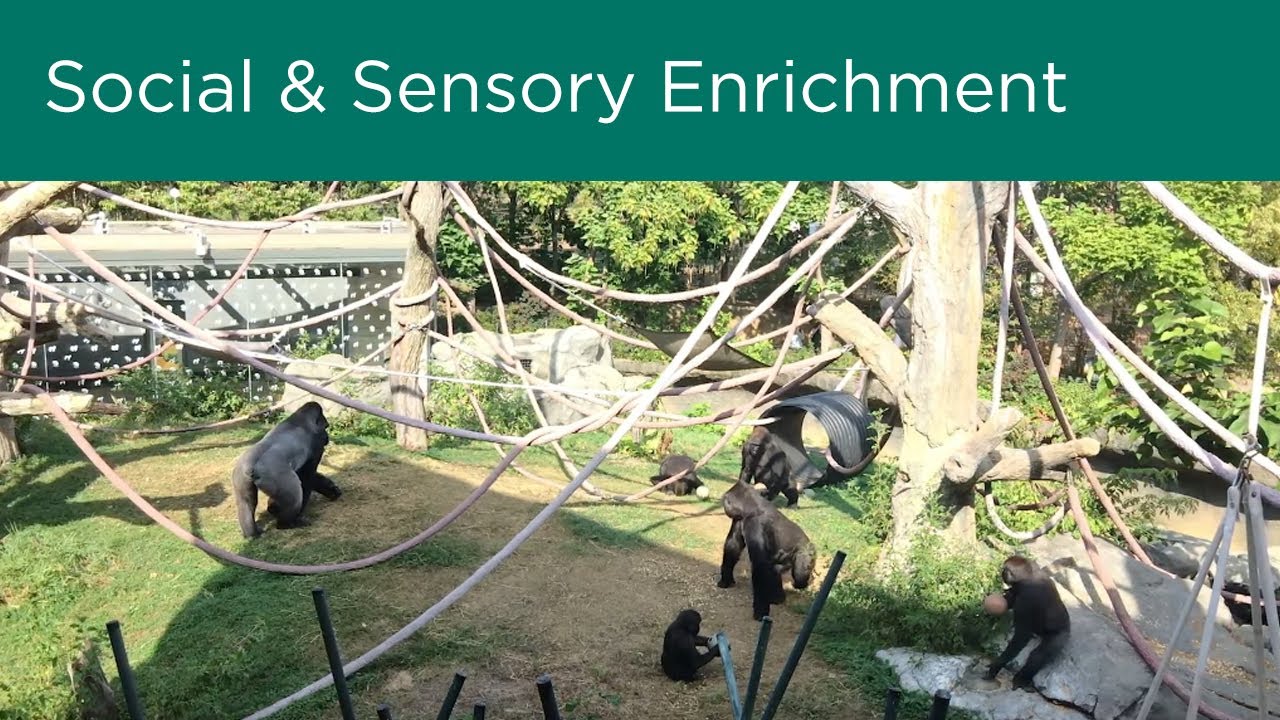 Social & Sensory Enrichment