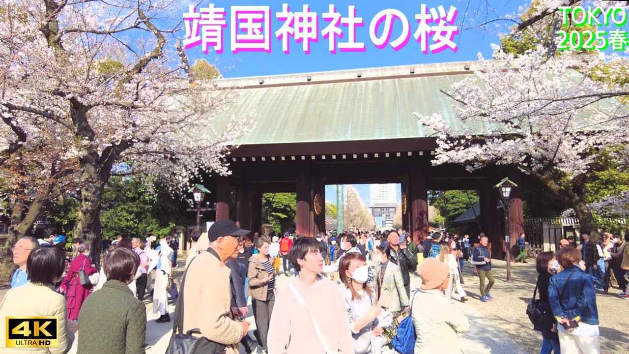 4K60【靖国神社の桜】満開 Cherry blossoms at Yasukuni Shrine 2025