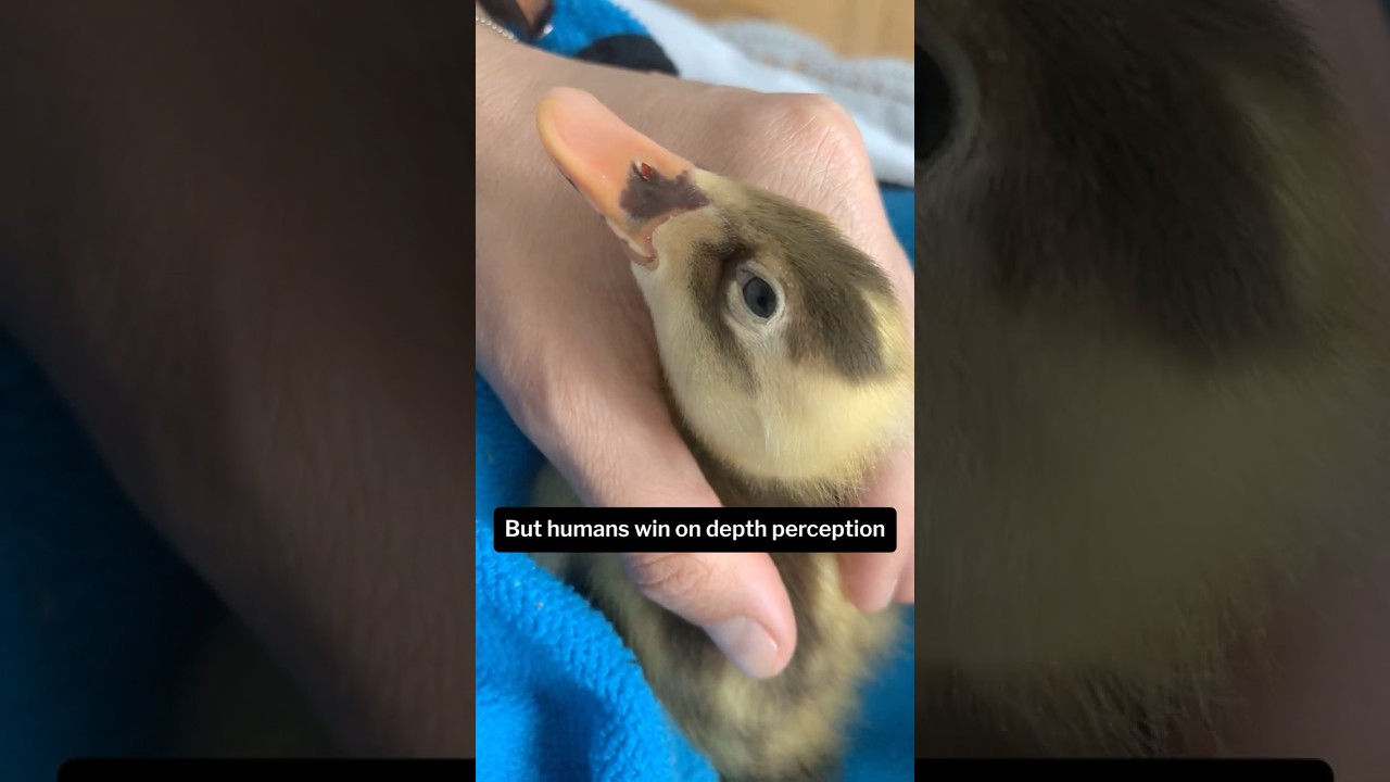 Bird Vision vs Human Vision: A Hidden Superpower 🦅👁 #BirdVision #animalsuperpowers