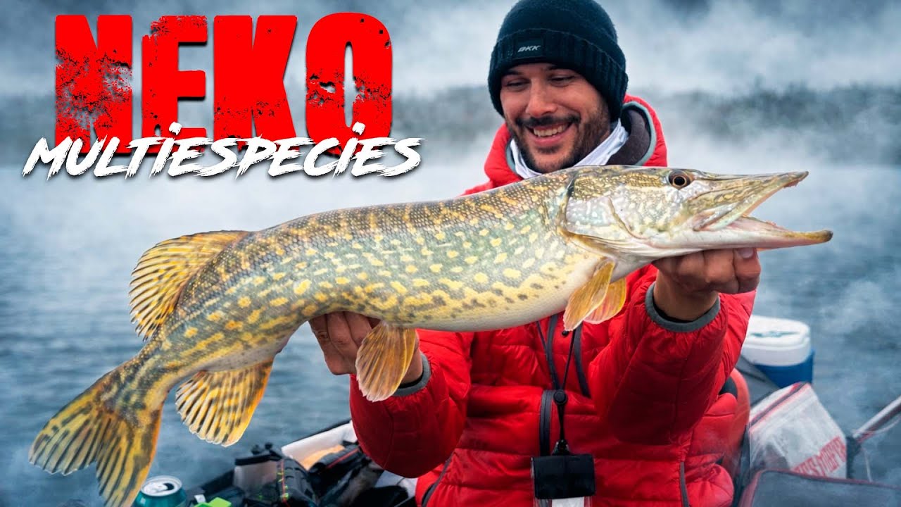 Pesca MULTIESPECIES con NEKO RIG en INVIERNO 🎣