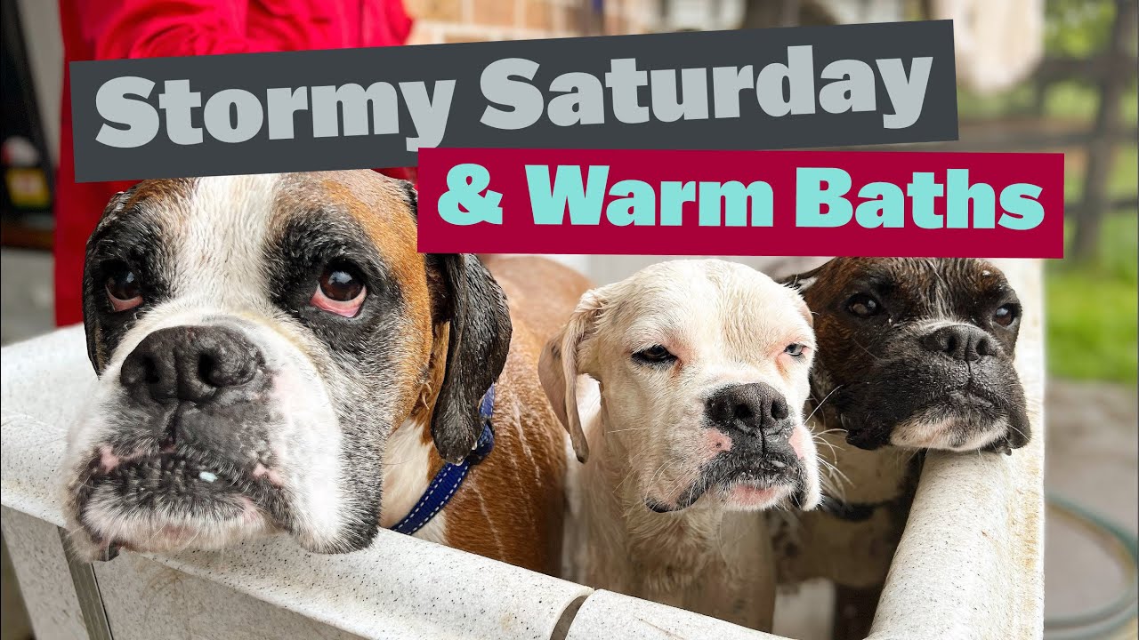 Stormy Saturday with BIG pack of Dogs and Warm Baths | #mastiff #rottweiler #americanbulldog #boxer
