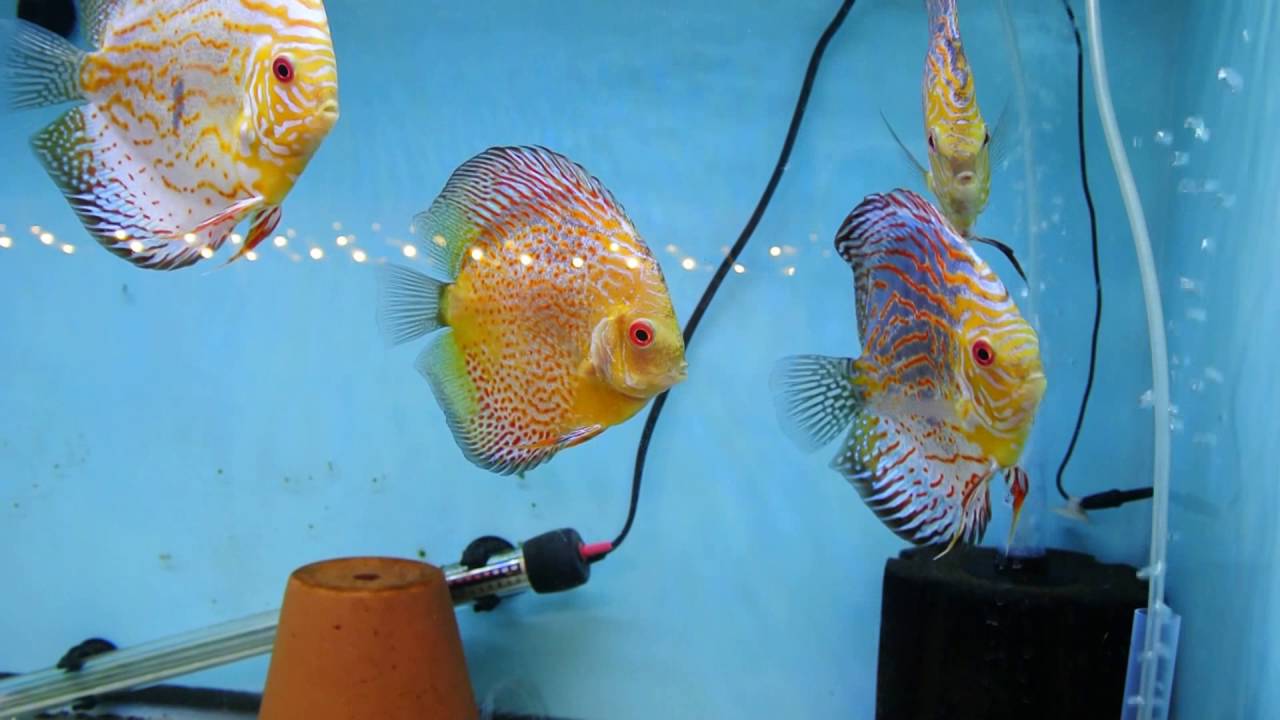 fishy friday 26