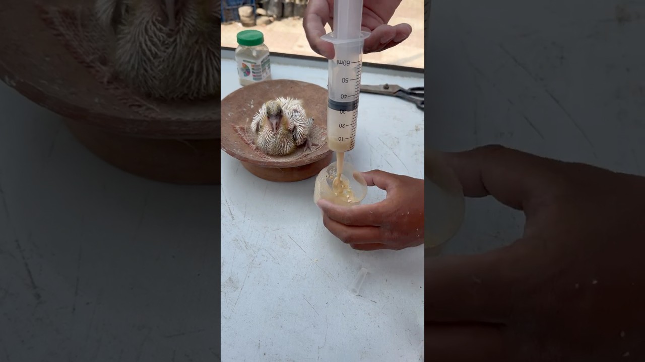 Feeding Baby Pigeons for Maximum Growth! Learn the Right Syringe Technique. #feedingpigeons #pigeon