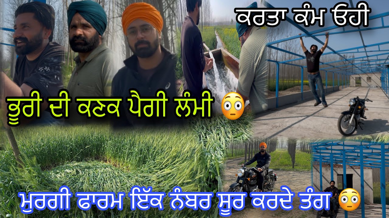 ਪਾਣੀ ਲਾਉਣ ਨਾਲ ਭੂਰੀ ਦੀ ਕਣਕ ਗਿਰਦੀ 