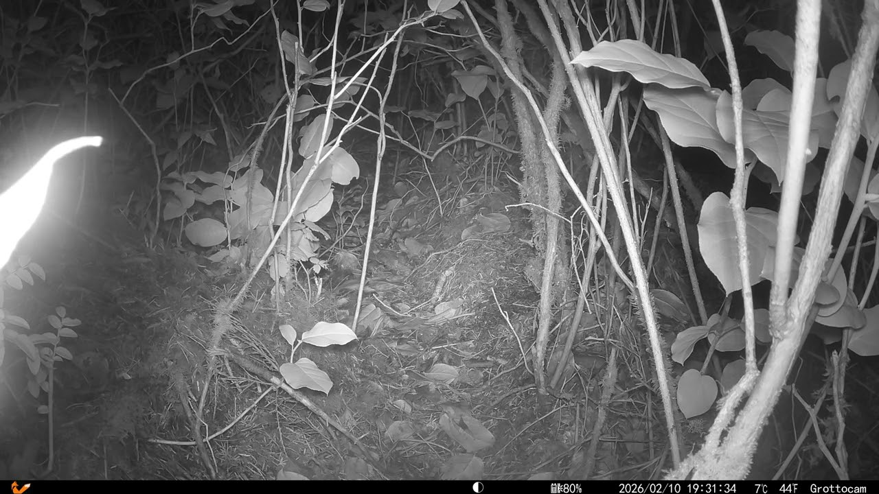 A well-nourished mouse. 