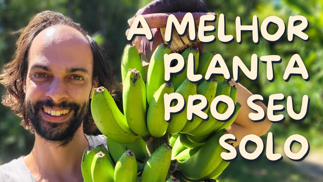 Como fazer Muda Manejo Poda e Plantio da BANANEIRA
