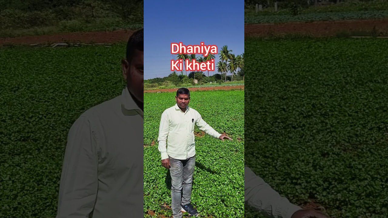 Dhaniya Ki kheti, धनिया की खेती, coriander farming, #dhaniya #corianderfarming #dhaniya #Shorts