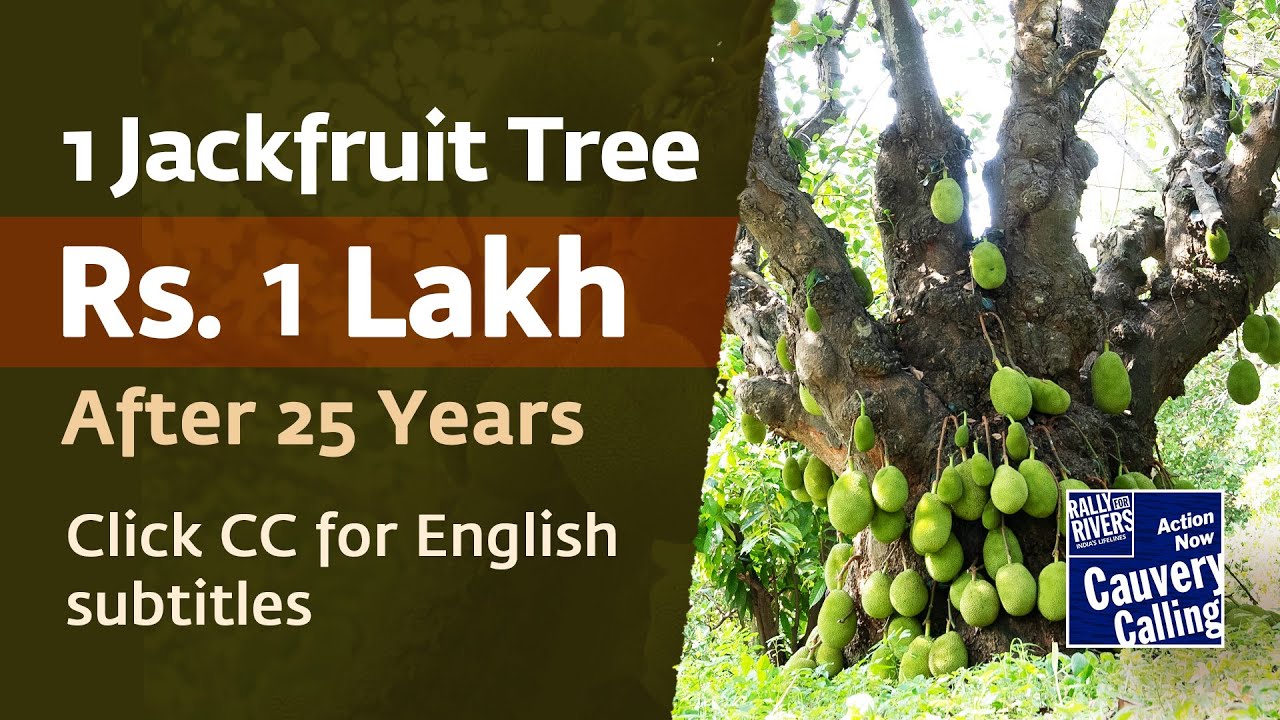 How a 25-Year-old Jackfruit Tree Could Be Worth up to Rs.1 Lakh!