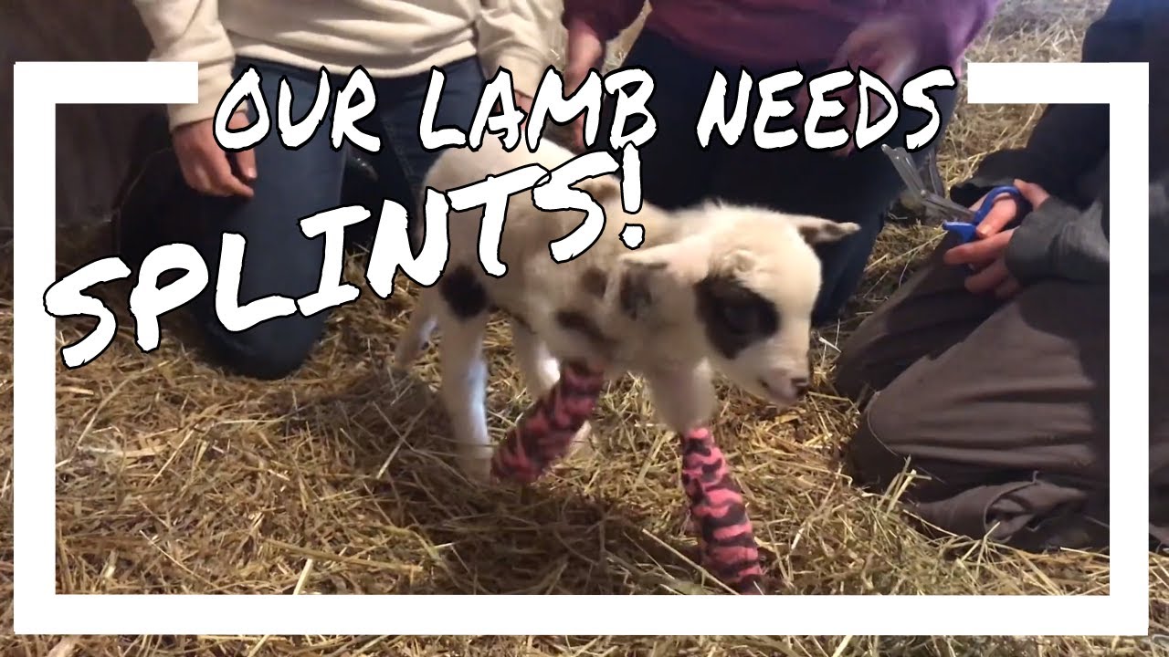Fixing our lamb’s legs
