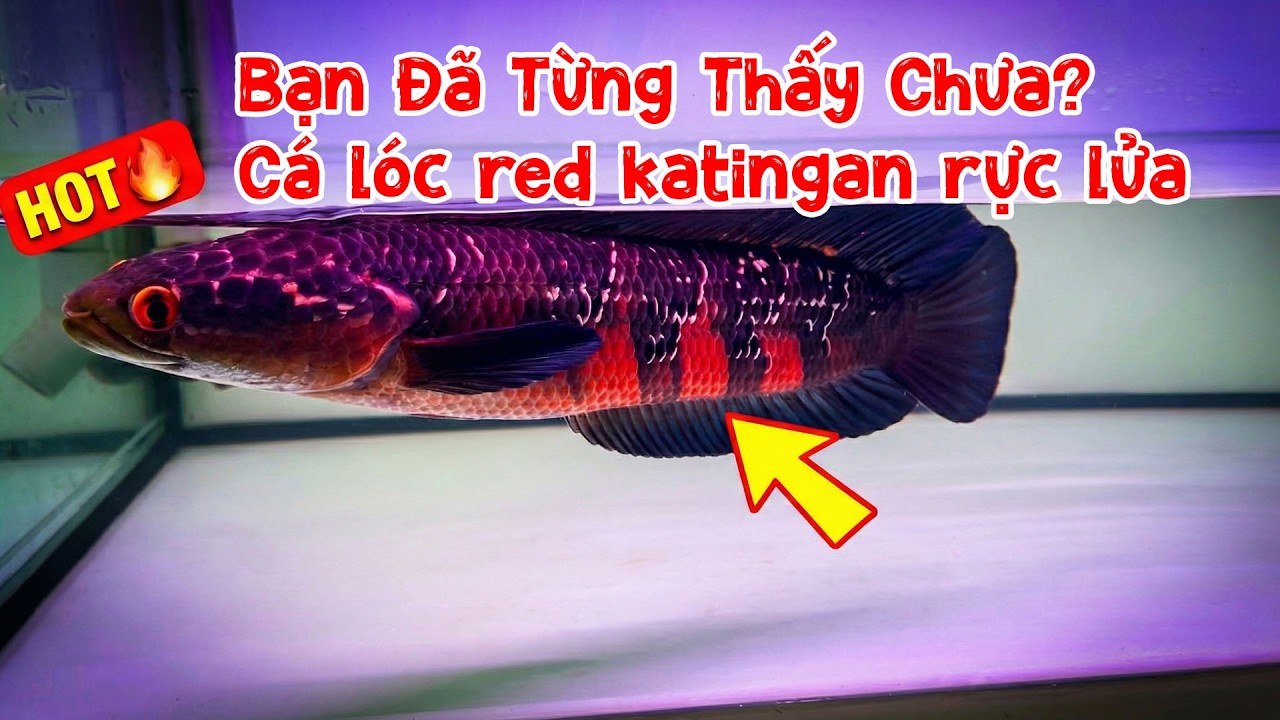 Bạn đã từng thấy chưa ? Cá lóc red katigan rực lửa 