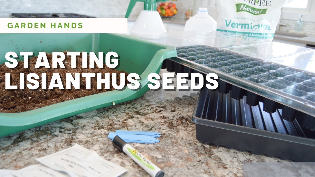 Starting Lisianthus Seeds