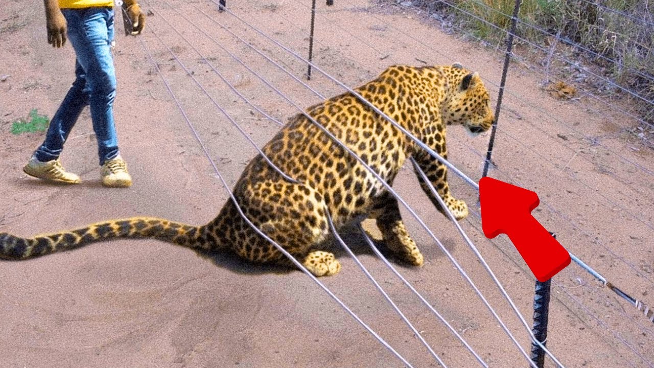 Most Emotional Ways Animals Asked People for Help and Kindness 😱
