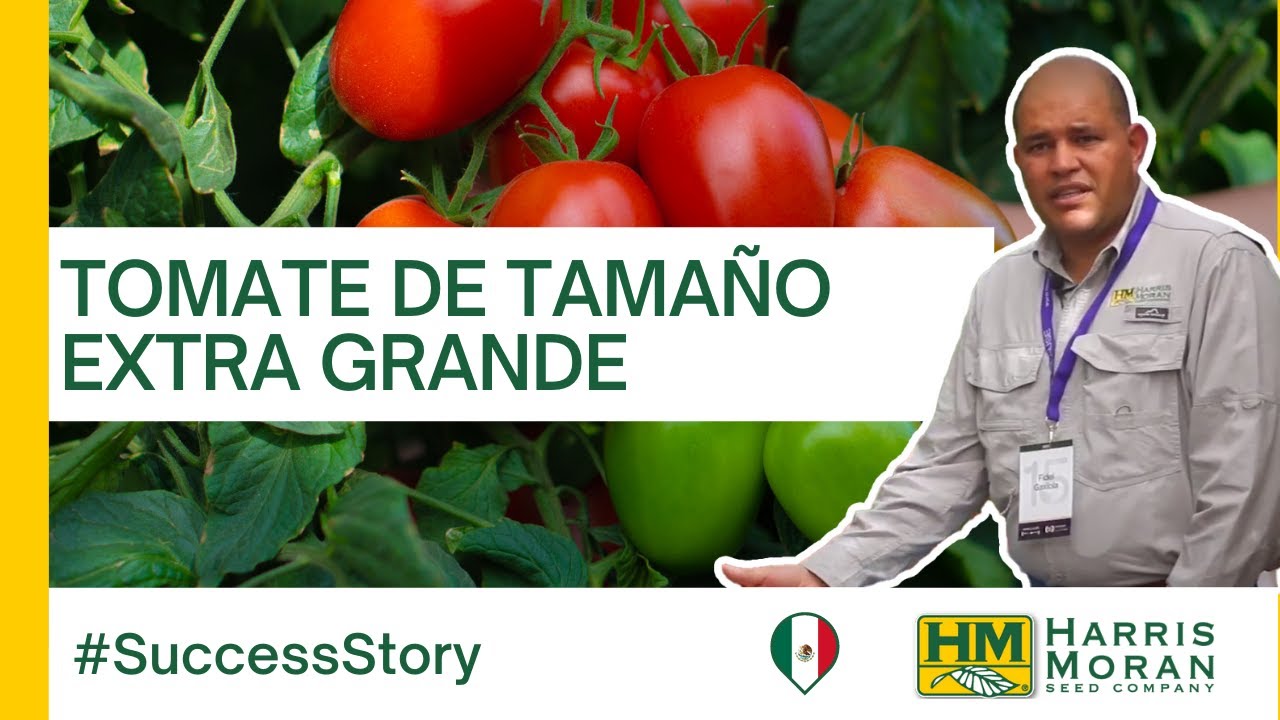 ¡Tomate de tamaño extra grande: Macizo! #SuccessStory | HM.CLAUSE