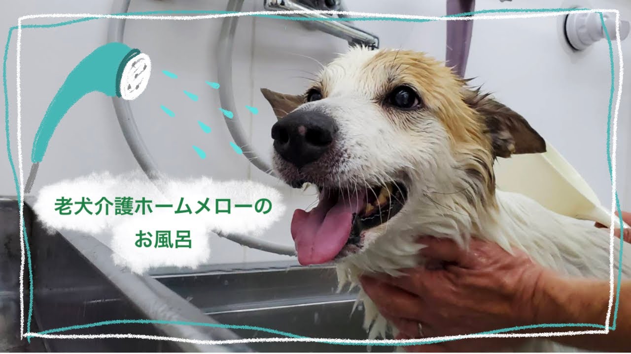 【老犬介護ホームメロー】みんなのお風呂の様子