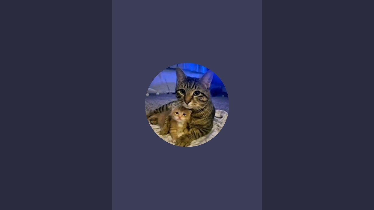 sunny is live!