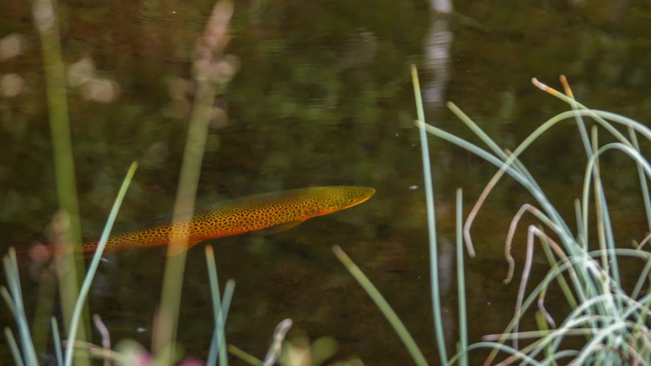 THE RISE OF THE RED TROUT