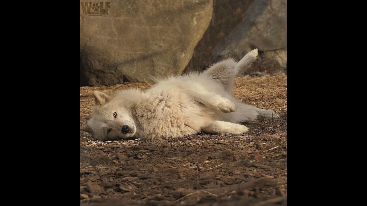 Поппи 5 ✧ Подпишись ✧ Будем тебе очень рады ✧ Awooo