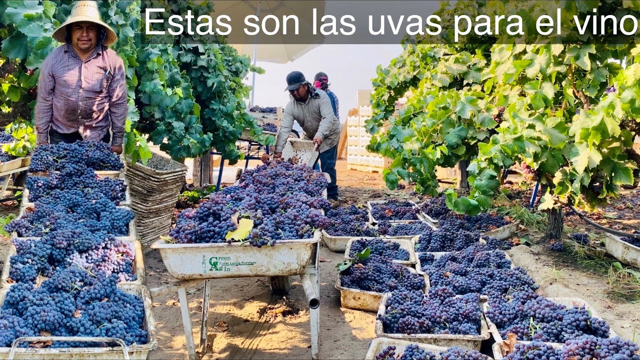 GRANDIOSA COSECHA DE UVA PARA EL VINO MÁS CARO 😱/ AMAZING GRAPES HARVEST 🍇