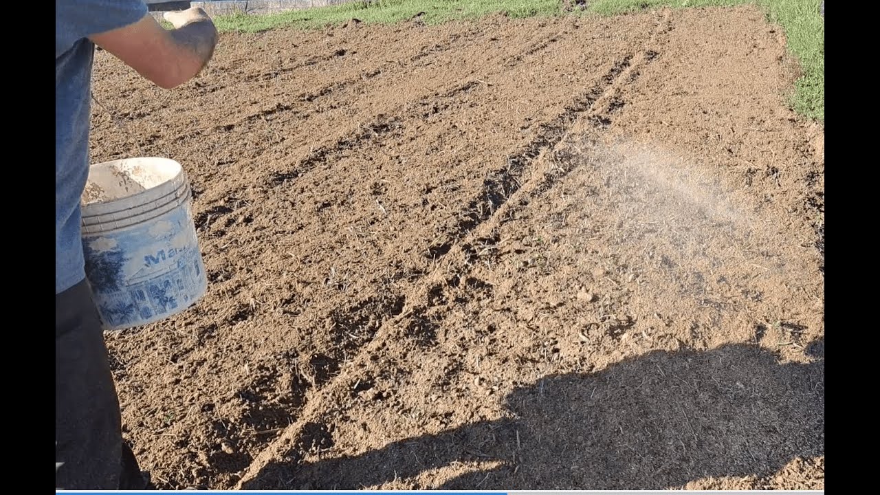 Come seminare le cime di rapa