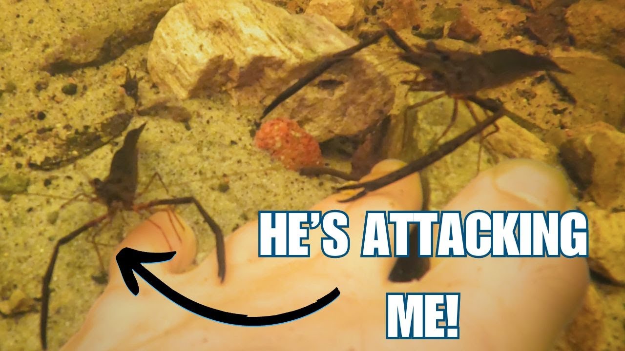 Exploring Freshwater Creeks for CRAZY Long-arm Shrimp!